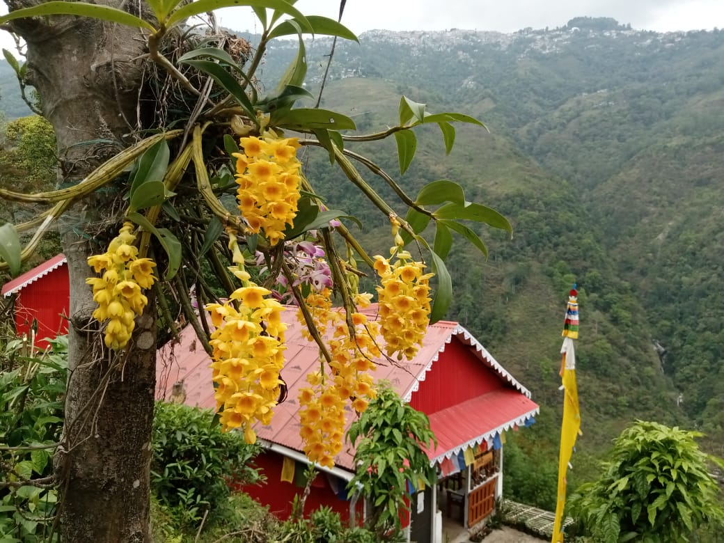 Darjeeling Mineral Spring gallery image 4