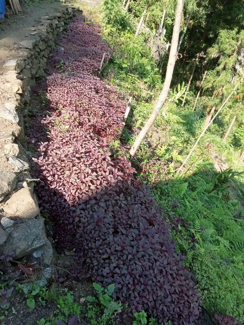 Darjeeling Mineral Spring gallery image 5