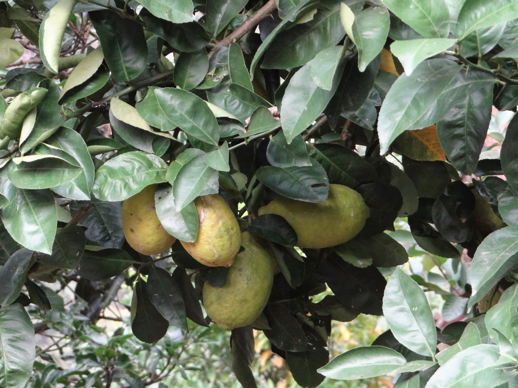 Urgam Valley gallery image 3